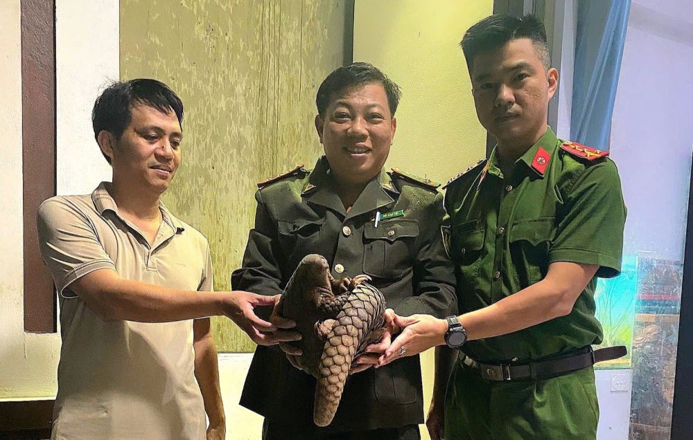 Rare pangolin was discovered. Photo: Nam Dong Ha Ward Police