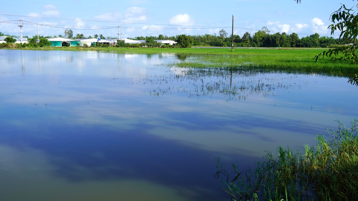 Mot ruong lua cua nguoi dan o xa My Huong (TP Can Tho) bi ngap, mot so lua da chet. Anh: Phuong Anh