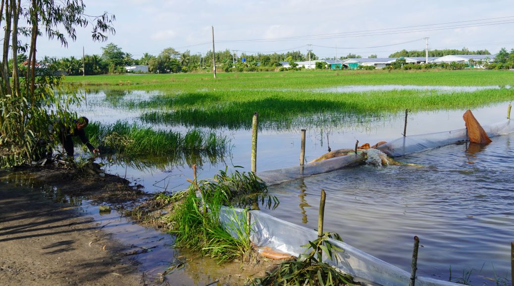Nong dan tich cuc bom nuoc nham tieu thoat, ngap ung cho lua. Anh: Phuong Anh