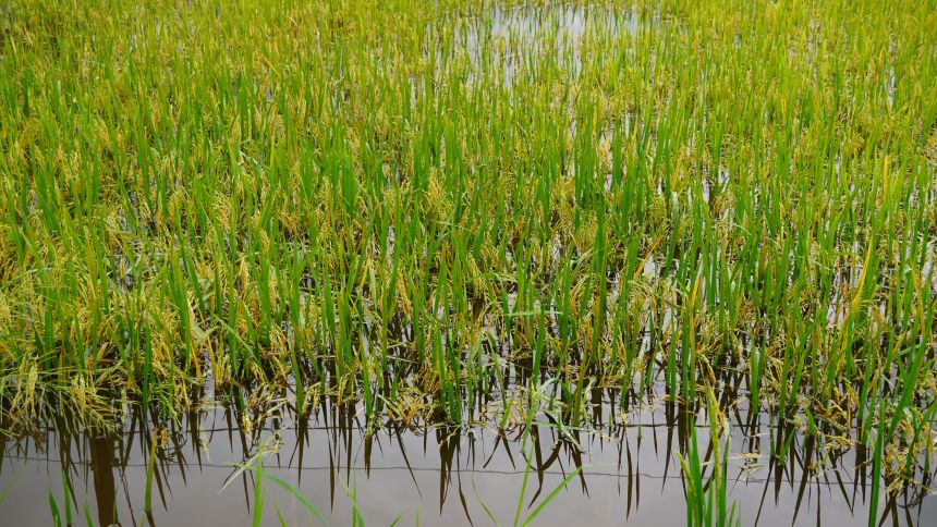 Lua gan den ngay thu hoach nhung nuoc ngap sau den tan ngon. Anh: Phuong Anh