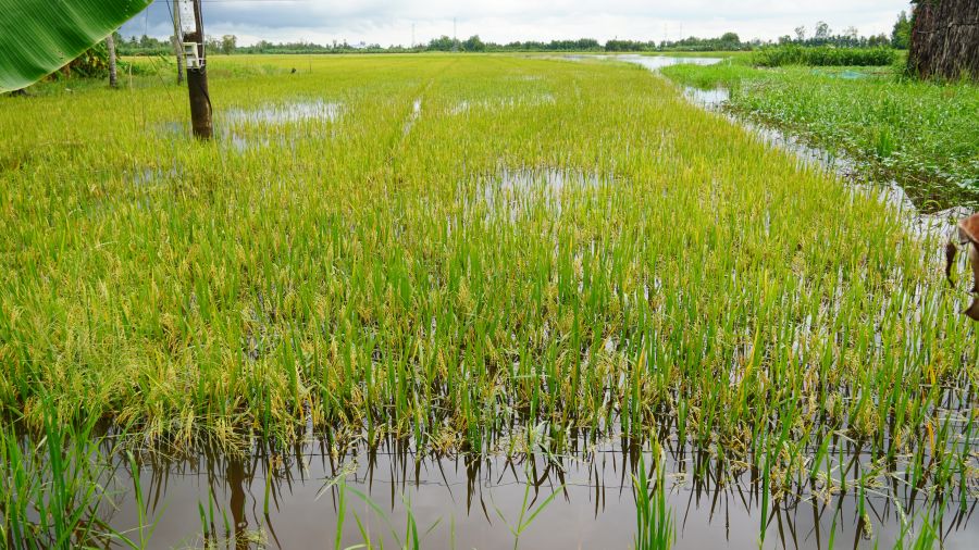 Mot ruong lua bi ngap nuoc tren dia ban xa My Huong (TP Can Tho) Anh: Phuong Anh