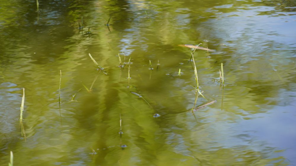 Nuoc ngap tao dieu kien cho oc buu vang can pha lua. Anh: Phuong Anh