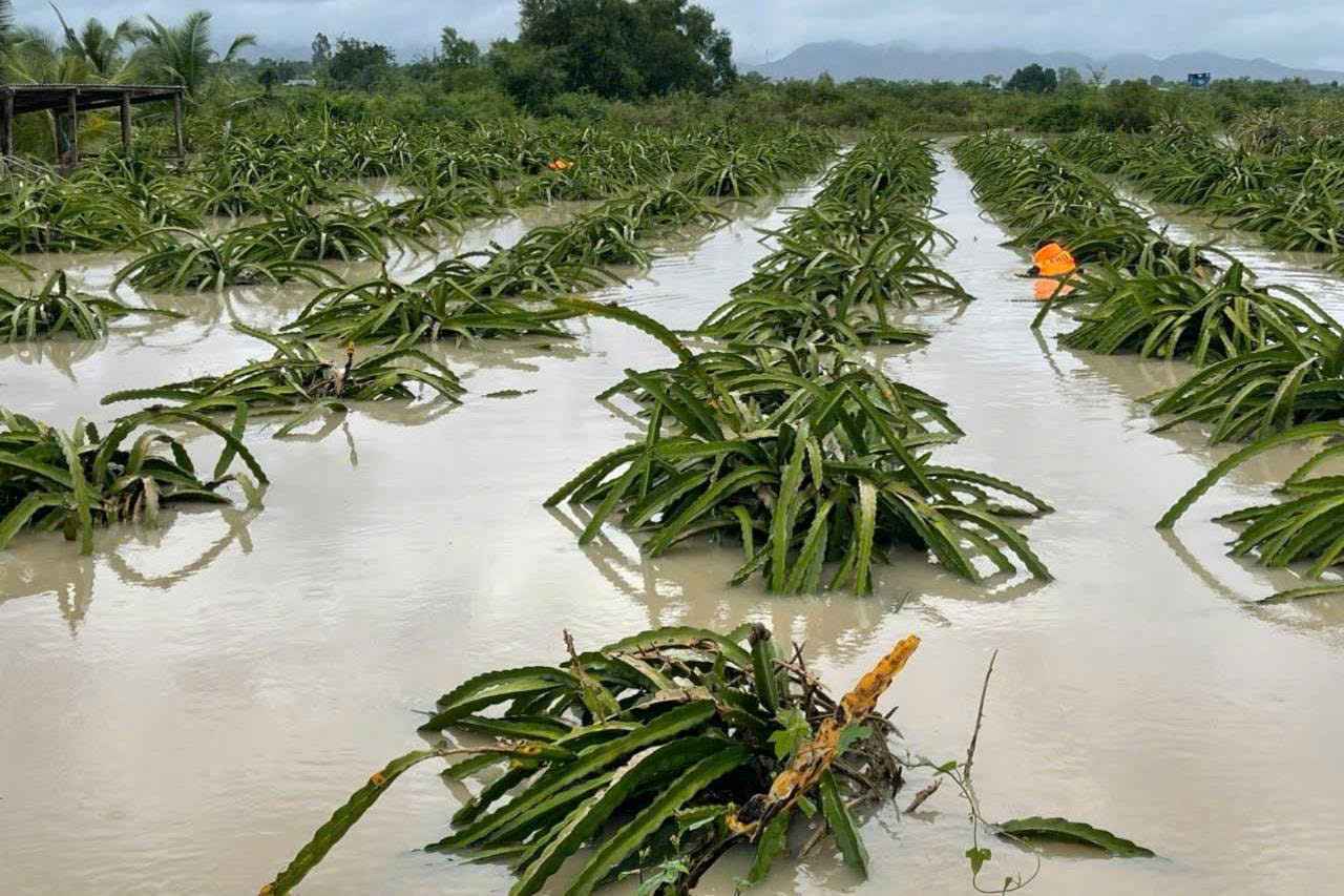 Cay trong cua nguoi dan Lam Dong bi nuoc nhan chim gay hu hong. Anh: Phuc Khanh
