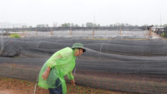 Tay Tuu flower village races against time, saving flowers after flooding in the hope of a Tet crop.