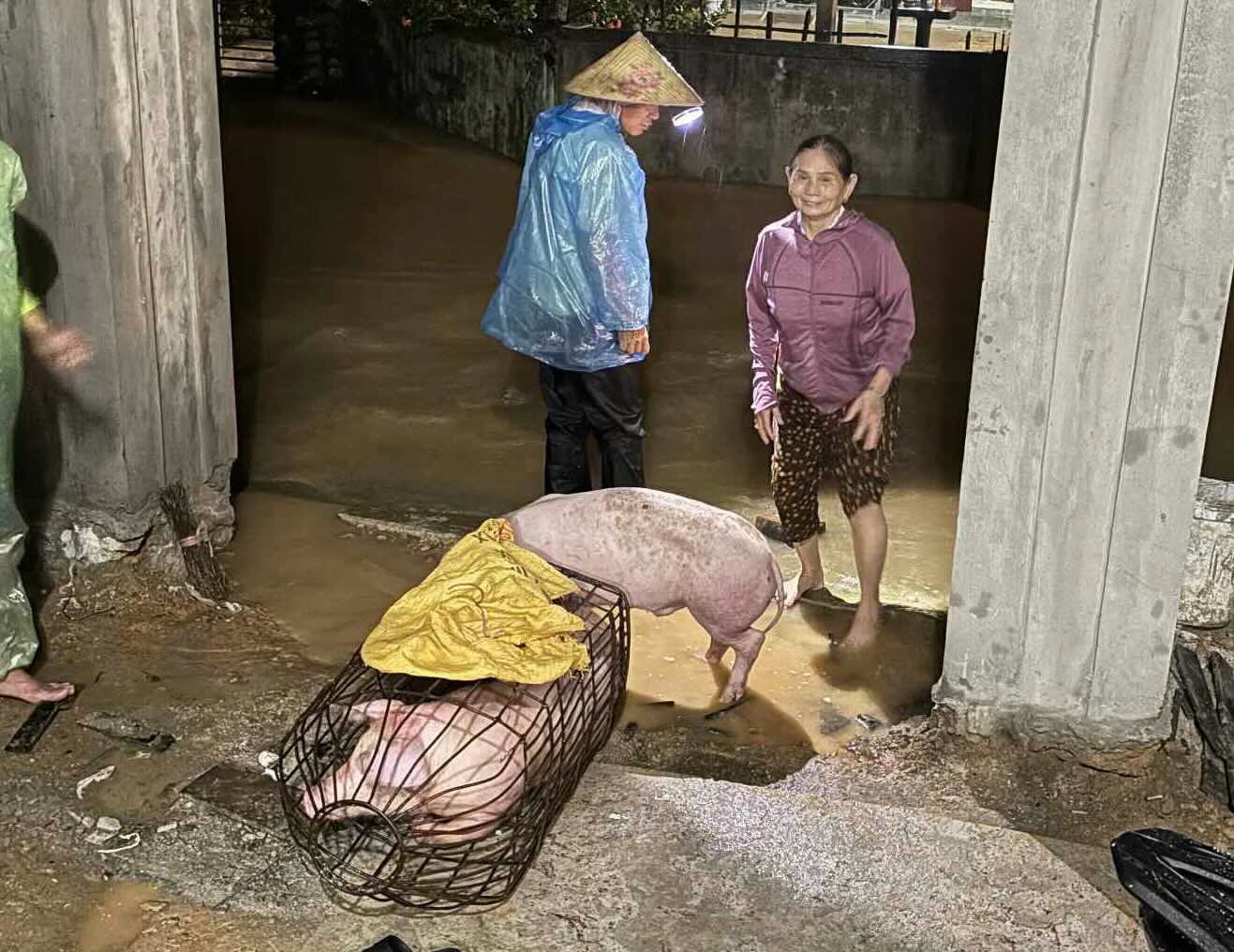 Ms. Uyen's 2 pigs were moved to higher ground to flee the flood. Photo: Thanh Hien