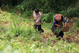 Decree No. 255/2025/ND-CP of the Government has set out criteria to identify ethnic groups that are still facing many difficulties and have specific difficulties in the period of 2026-2030. Photo: Dinh Hai