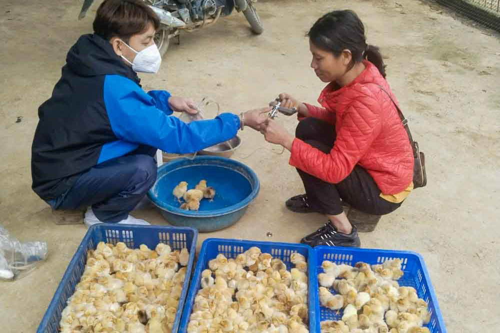 랑선은 '농업 생산' 사고방식에서 '농업 경제'로 강력하게 전환했으며 주요 작물 및 가축 재배 지역 개발에 중점을 두었습니다. 사진: K.L