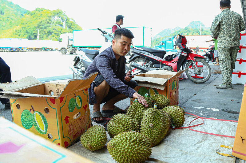Hien nay, tai cac cua khau chinh, hoat dong xuat khau sau rieng da dien ra thong suot. Anh: Khanh Linh