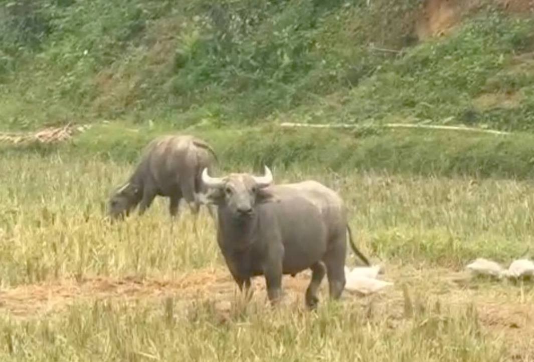 Un bufalo loco aparece en la aldea de Quan (comuna de Binh Chuan provincia de Nghe An) y luego ataca a una serie de personas. Foto: Ngoc Anh