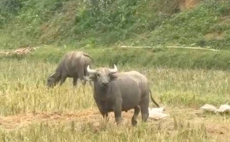 The crazy buffalo appeared in Quan village (Binh Chuan commune, Nghe An) and attacked a series of people. Photo: Ngoc Anh