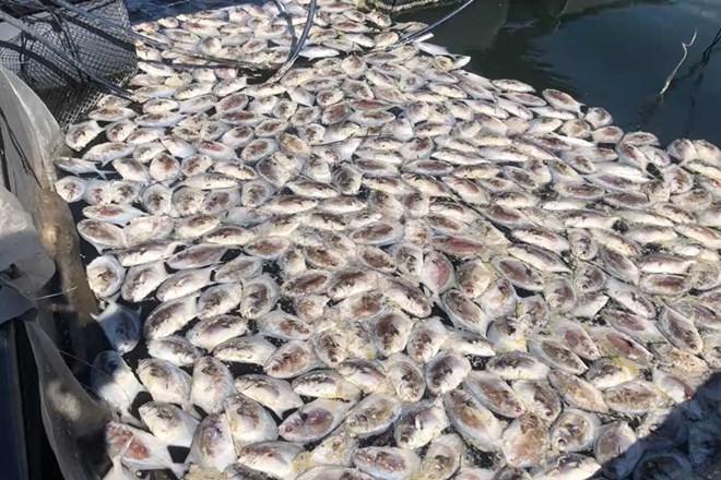 Fish died en masse in cages in Van Don 1 Bridge area, Cap Tien village, Van Don Special Zone, Quang Ninh province. Photo: Provided by the people