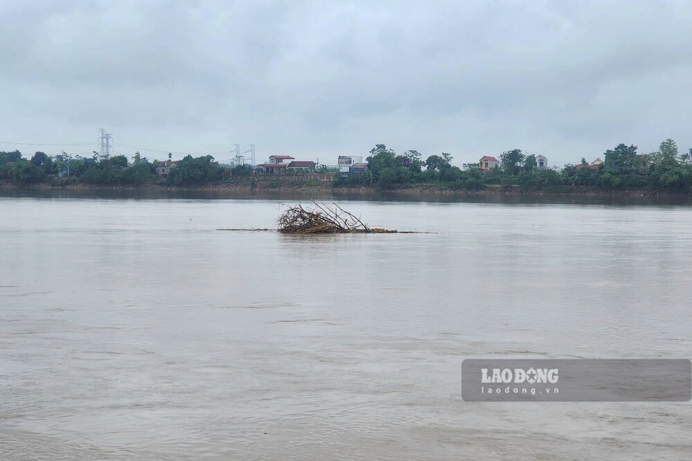 Cay coi bi mac tren nhung con cat an hien giua dong song. Anh: To Cong.