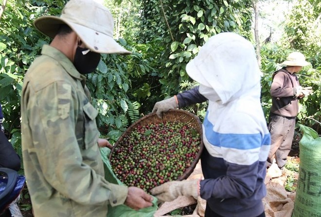 Many workers in Dak Lak are waiting for the 2025-2026 coffee harvest to work for hire and earn extra income. Photo: Bao Trung
