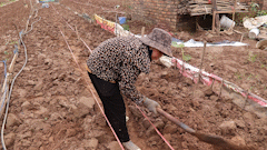 After the flood, Nhat Tan people are busy growing chrysanthemums and violets to save the Tet flower crop.