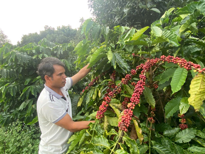 From a poor household, Mr. Xing has risen to become rich thanks to his skills in caring for quality coffee gardens. Photo: Mai Hoa
