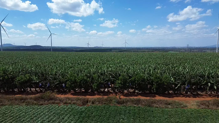 Gia Lai la vung chuyen canh cay nong nghiep, do do can xu ly nghiem viec buon ban phan bon, cay giong kem chat luong. Anh: Mai Hoa