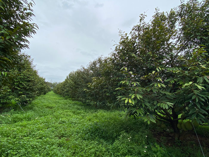 Mot vuon sau rieng huu co cham soc tot, thu ve loi nhuan tien ti. Anh: Mai Hoa