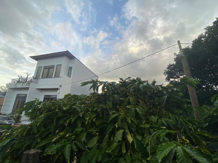 Vuon ca phe tuoi tot canh nha Ksor Xing. Anh: Mai Hoa