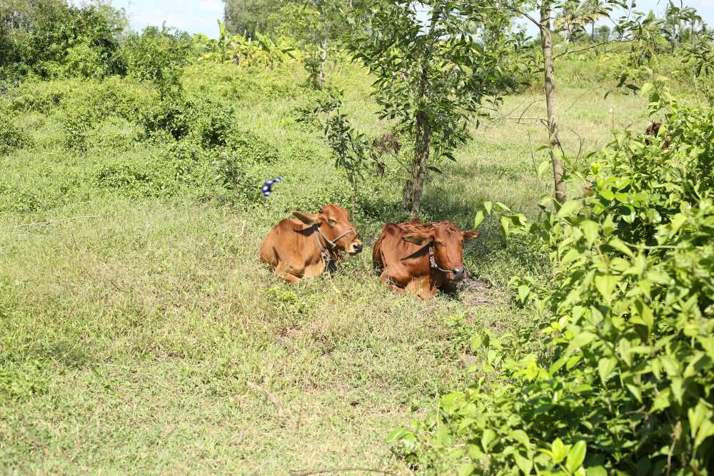 Co moc um tum tro thanh bai chan tha bo cua nguoi dan dia phuong trong vung quy hoach du an 3,5 ti USD. Ảnh: Anh Tu