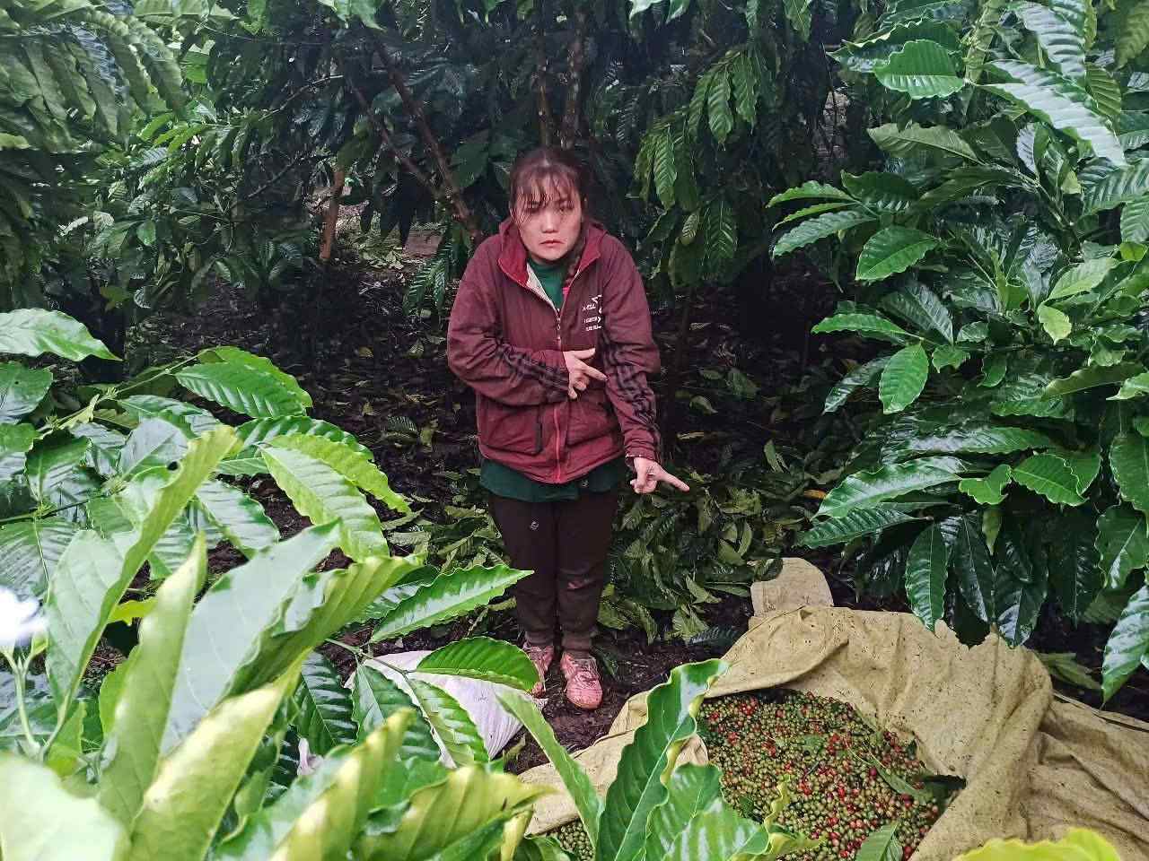 Phạm Thị Thanh Lương bị bắt quả tang khi đang hái trộm cà phê của người dân. Ảnh: Công an cung cấp
