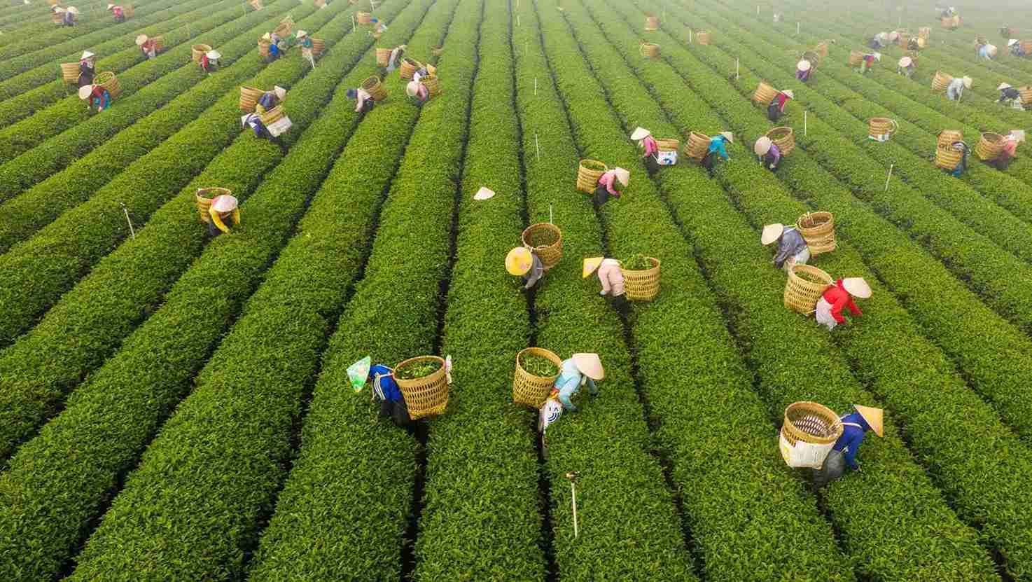 20.000 personas asistiran al festival de te en Lam Dong. Foto: Lam Hong