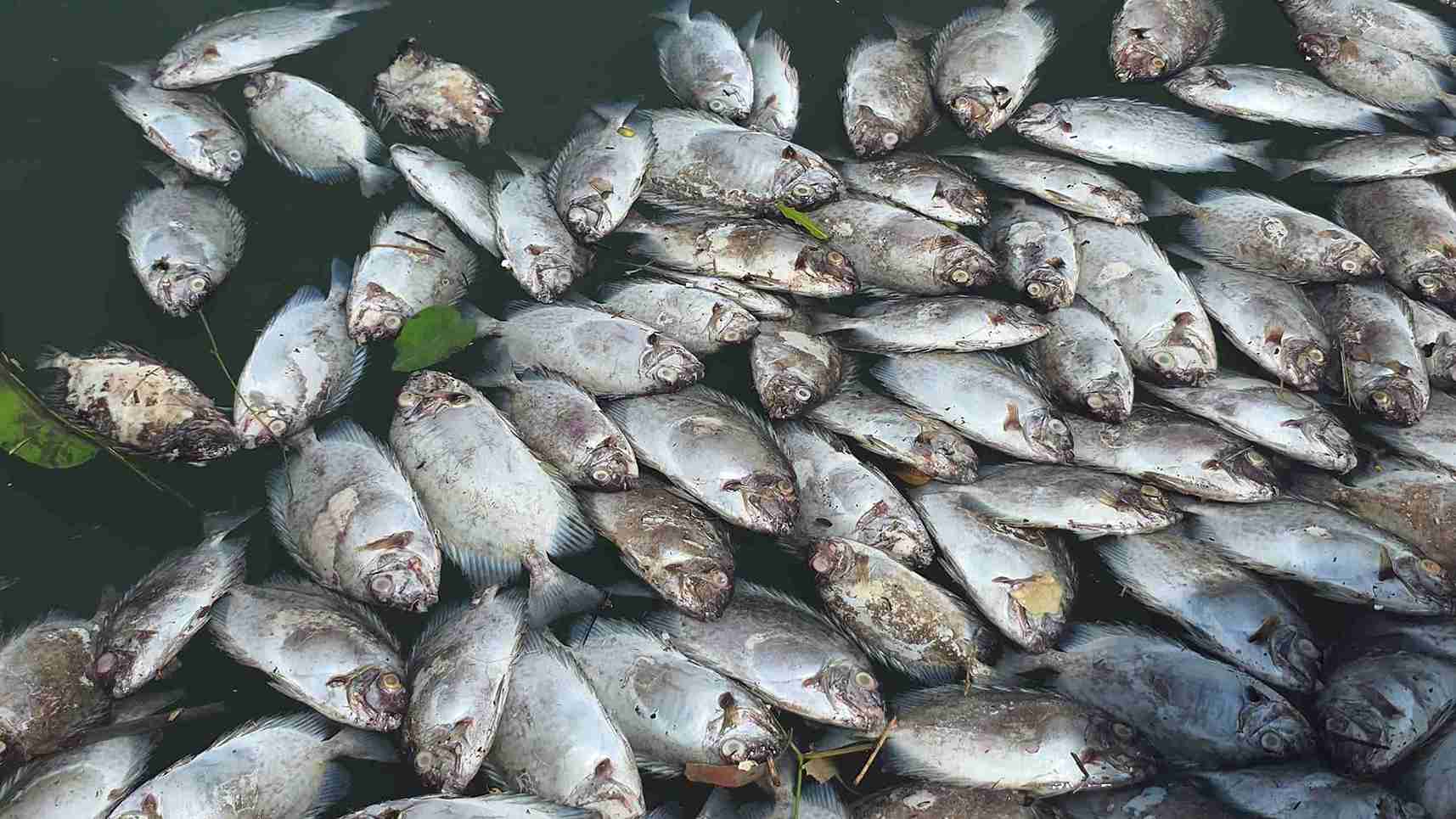 Bao do bo vao dat lien khien ca chet do co xat vao long vi song lon. Anh: Binh Quy