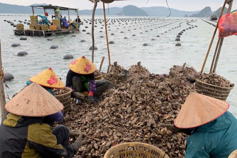 번돈 어부들이 양식 후 상품 굴을 수확하고 있습니다. 사진: 주민 제공