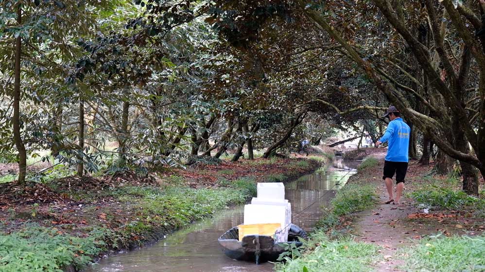 Cac vuon vu sua tai Can Tho dang vao vu thu hoach. Anh: My Ly 