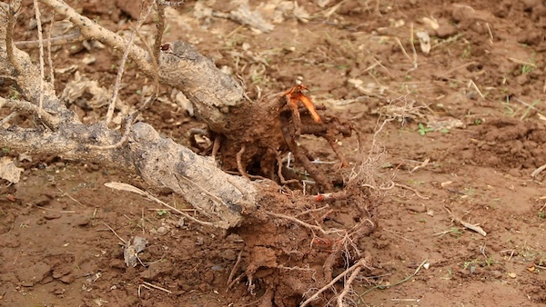 Nguoi dan nho bo nhung goc dao chet kho. Anh: My Linh