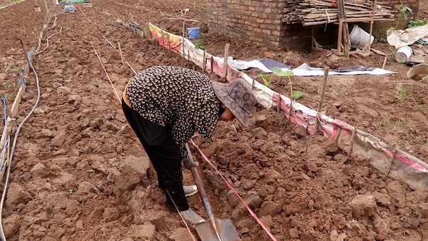 Chi Ngan phai vun trong nhung luong hoa ngan ngay de bu cho vu hoa tet. Anh: My Linh