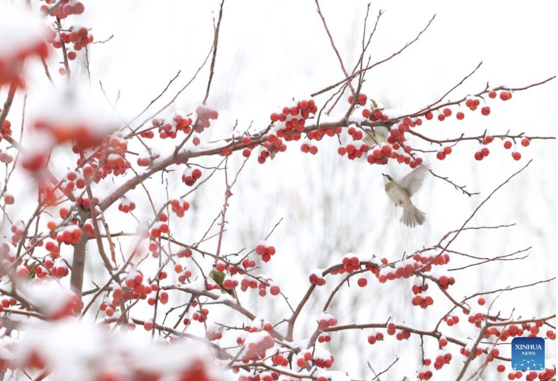 The risk of a severe cold in the US, Asia and some parts of Europe this winter is increasing. Photo: Xinhua