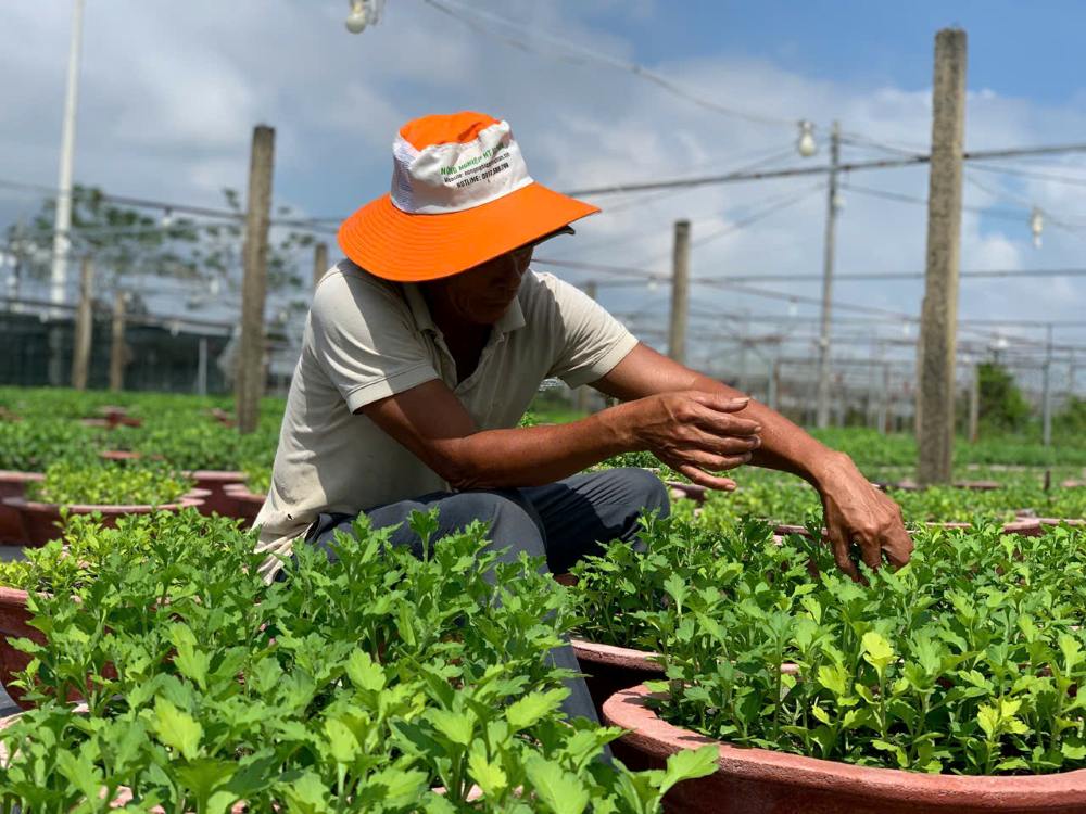 Da Nang farmers are busy planting and pruning branches and leaves to prepare for the 2026 Tet flower crop. Photo: Thanh Huyen