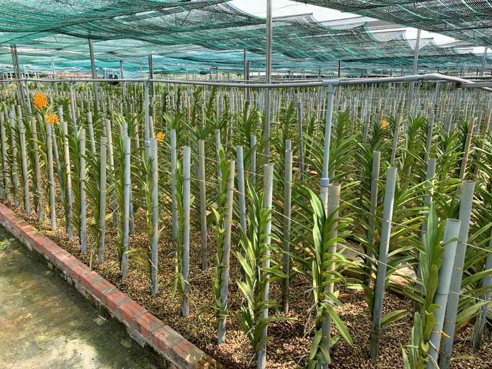 Nhieu ho dan trong cac loai hoa lan, phuc vu da dang thi truong hoa Tet. Anh: Thanh Huyen