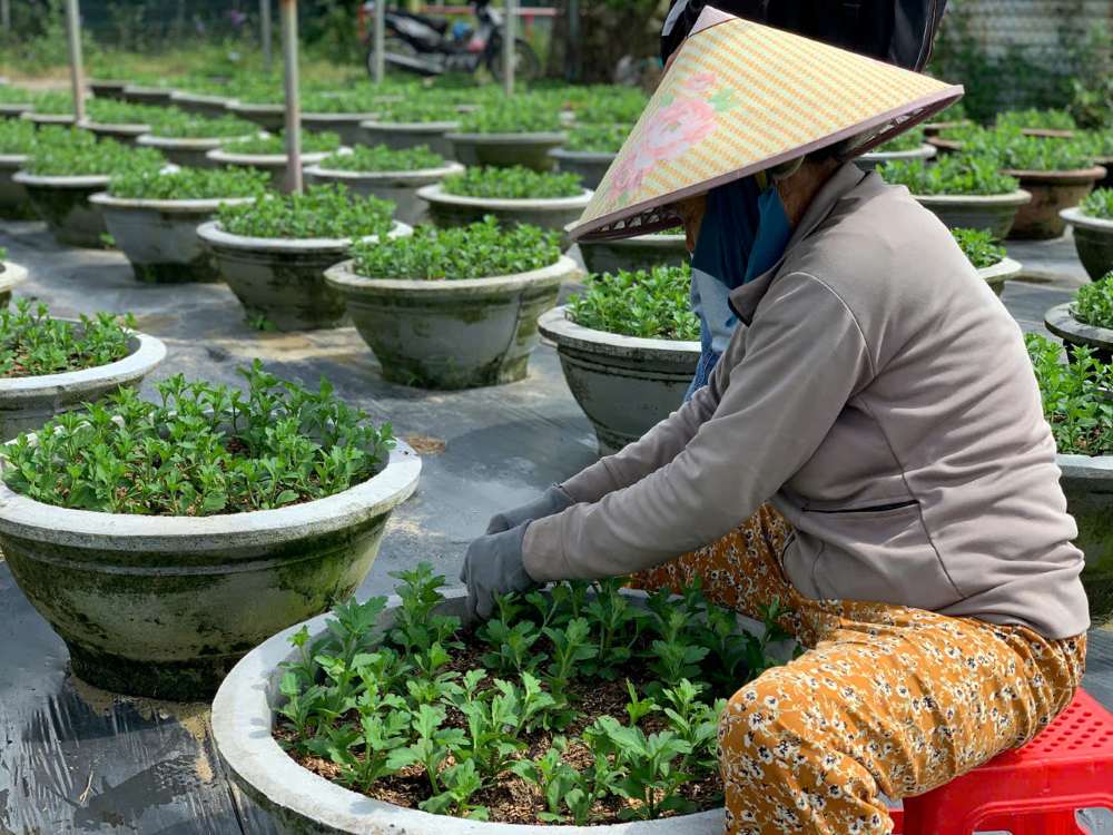 Ba Sung dau tu gan 1.000 chau bao gom cuc dai doa va cuc pha le cho thi truong hoa Tet 2026. Anh: Thanh Huyen