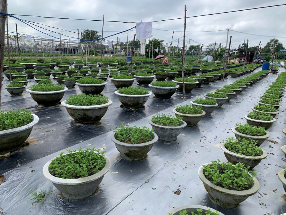 Lang hoa Duong Son da bat dau buoc vao vu hoa Tet 2026. Anh: Thanh Huyen