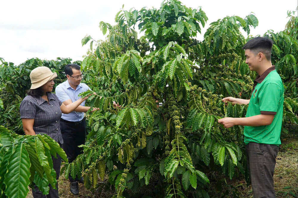 Von chinh sach da giup nguoi dan tinh Lam Dong phat trien kinh te, vuon len thoat ngheo. Ảnh: NHCSXH