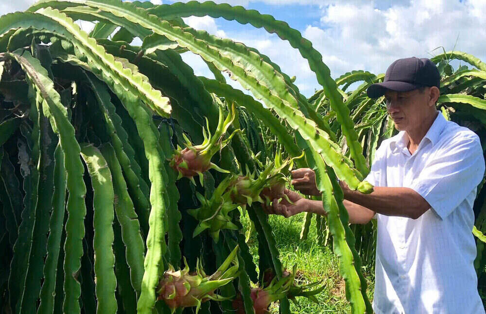 Von chinh sach da giup nguoi dan tinh Lam Dong phat trien kinh te, vuon len thoat ngheo. Ảnh: NHCSXH