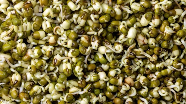 Green beans, soybeans... are foods that when sprouted have many nutritional values. Photo: Huong Son