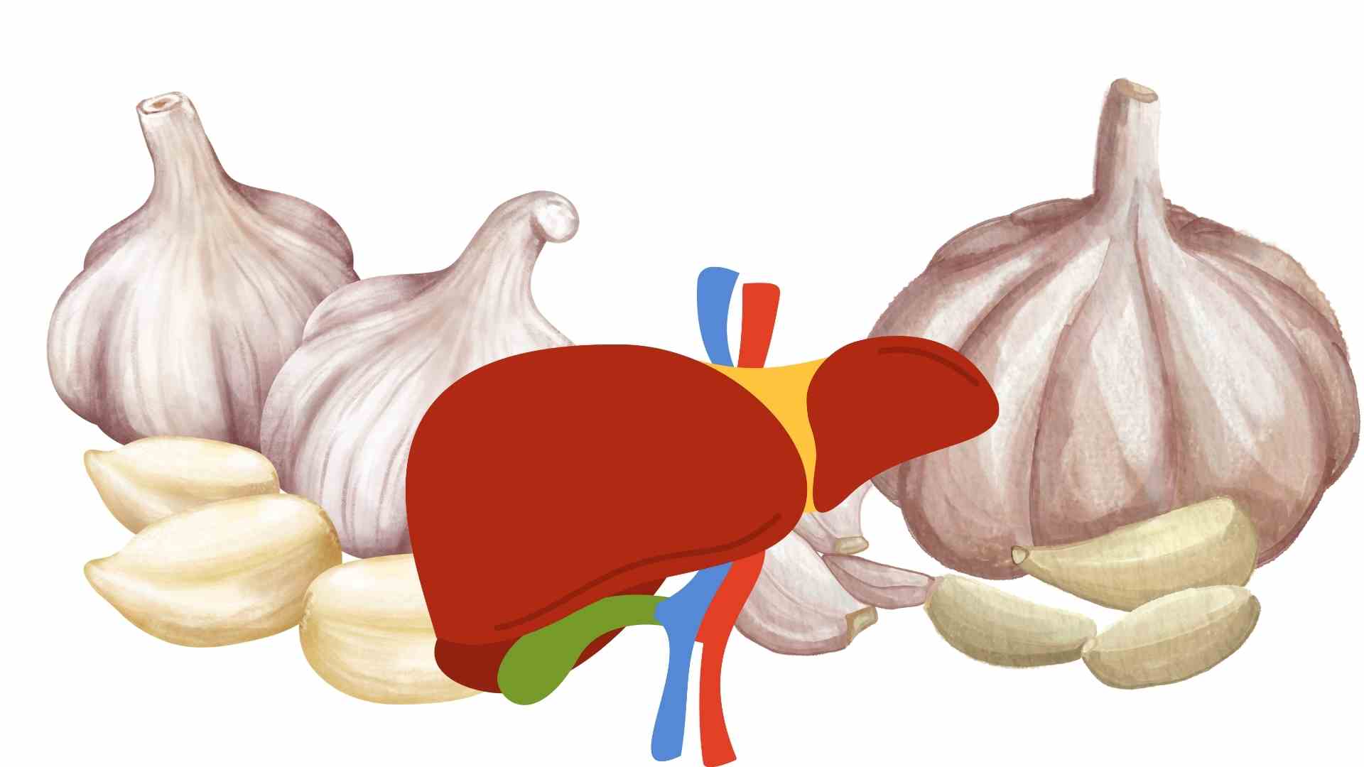 ニンニクを適切に食べると肝臓に良いです。グラフィック：ハ・メイ