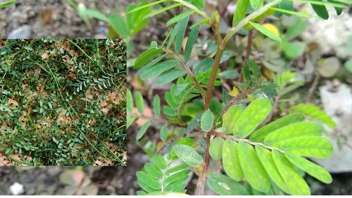 Dourocharina - a folk medicine that helps eliminate uric acid and prevent gout. Photo: Duc Van