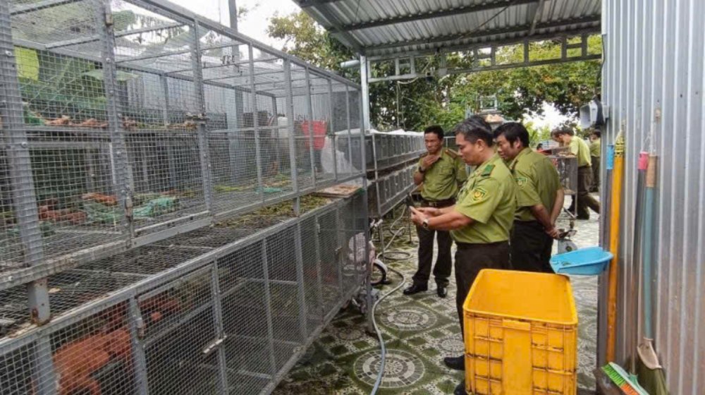 当局は、南米のドラゴンを違法に飼育した疑いのある動物191頭を発見した。写真：レンジャー提供