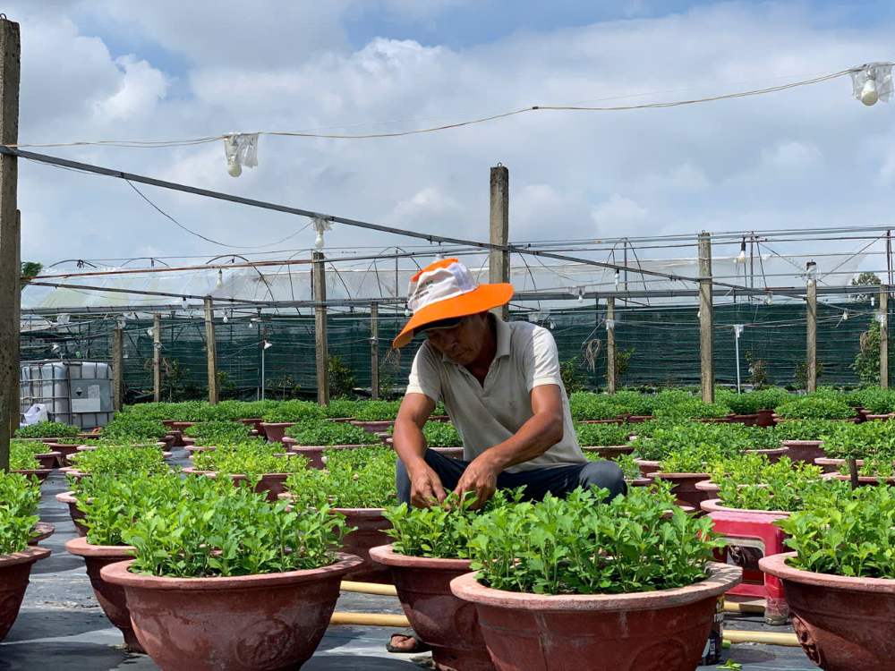 Many households in Duong Son flower village (Hoa Xuan ward, Da Nang city) have begun to plant and take care of ornamental plants for the 2026 Tet flower crop. Photo: Thanh Huyen
