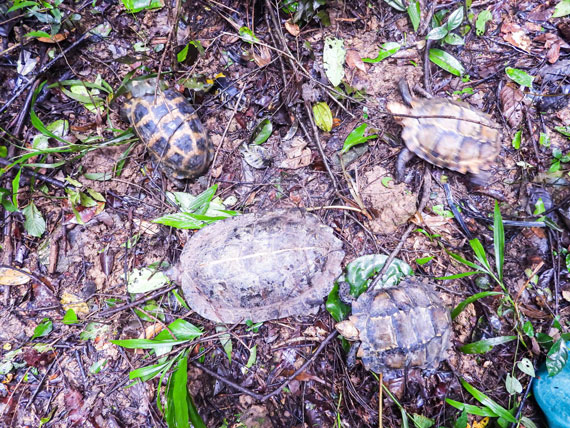 Rua tha ve lai rung tu nhien. Anh: Thanh Tuan 