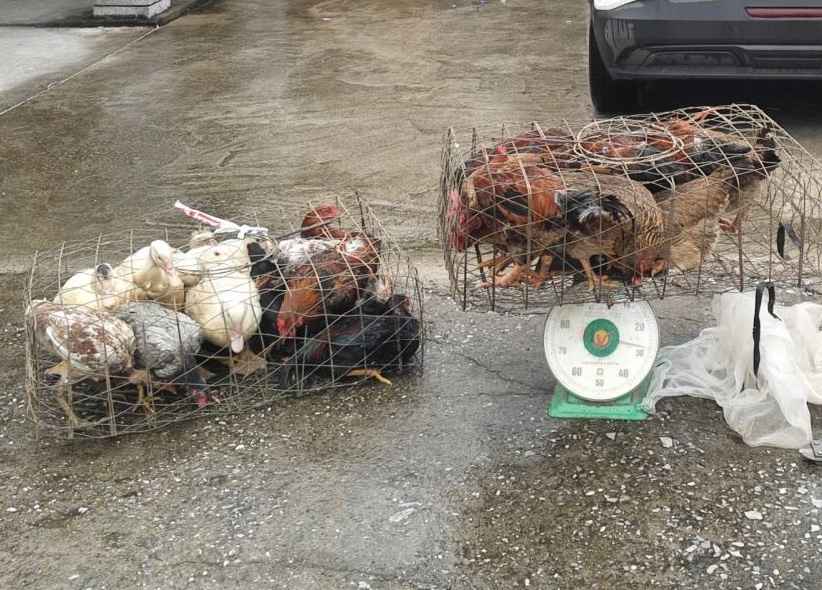 Tang vật vụ trộm gồm 10 con gà và 3 con ngan được thu hồi sau khi đối tượng bị bắt giữ.