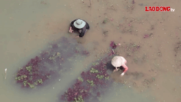 農家は水に浸かった作物を収穫しようとします。写真: タン・アン
