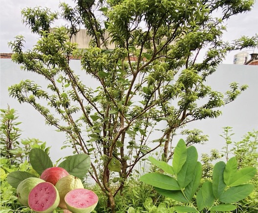 Guava leaves contain many health-healthy bioactive substances, which can help control blood sugar levels and reduce uric acid. Photo: Duc Van