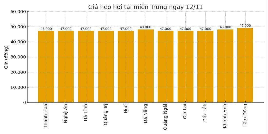 Gia heo hoi hom nay 12.11 tai khu vuc mien Trung - Tay Nguyen. Do hoa: Thuy Linh