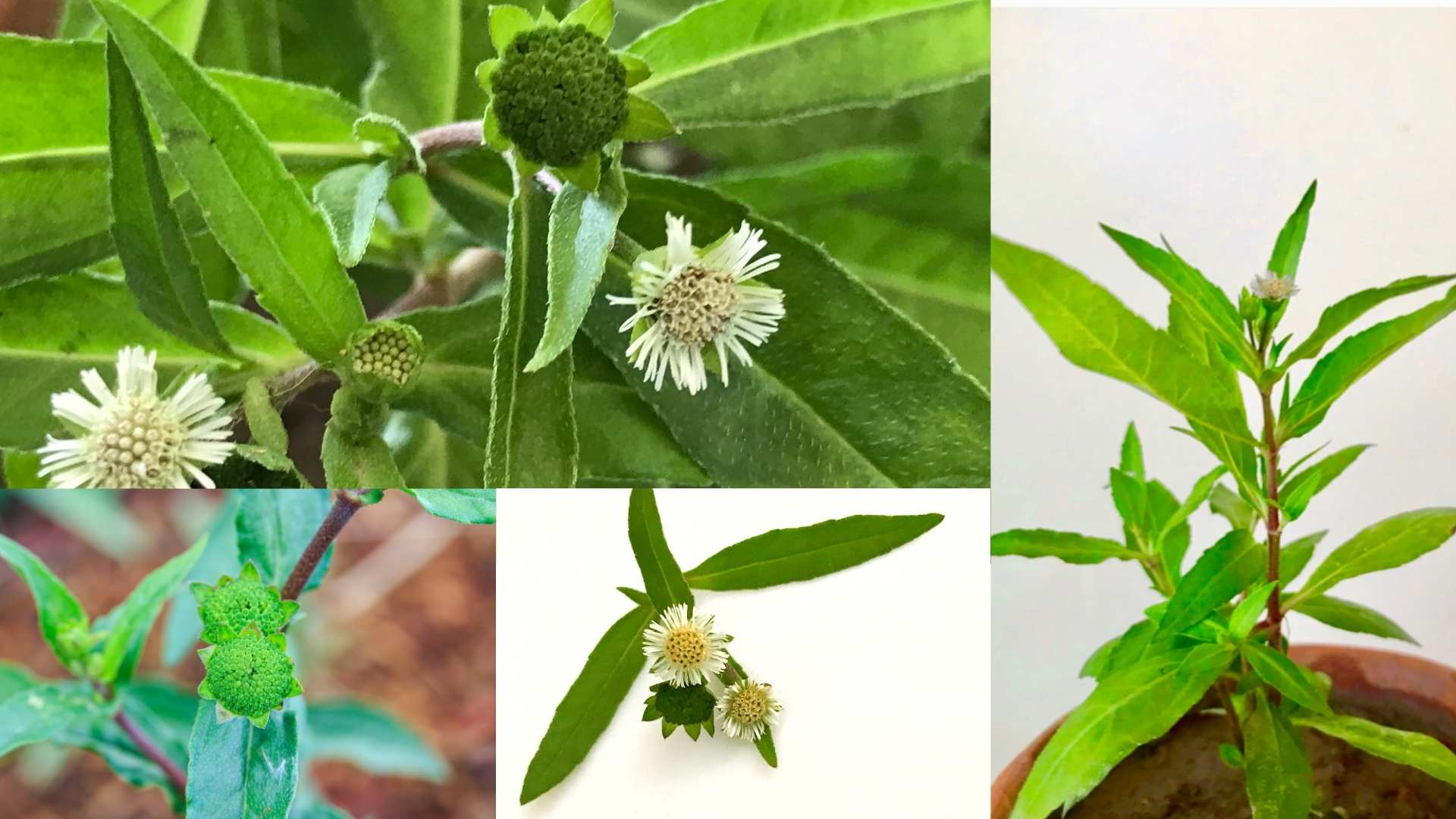 Perilla is a medicinal herb that protects the liver, prevents osteoporosis, detoxifies cells... Graphics: Duc Van