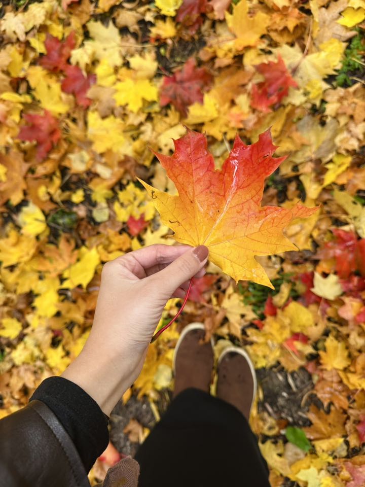 La thay mau chao don mua Thu. Anh: Fiona Nguyen