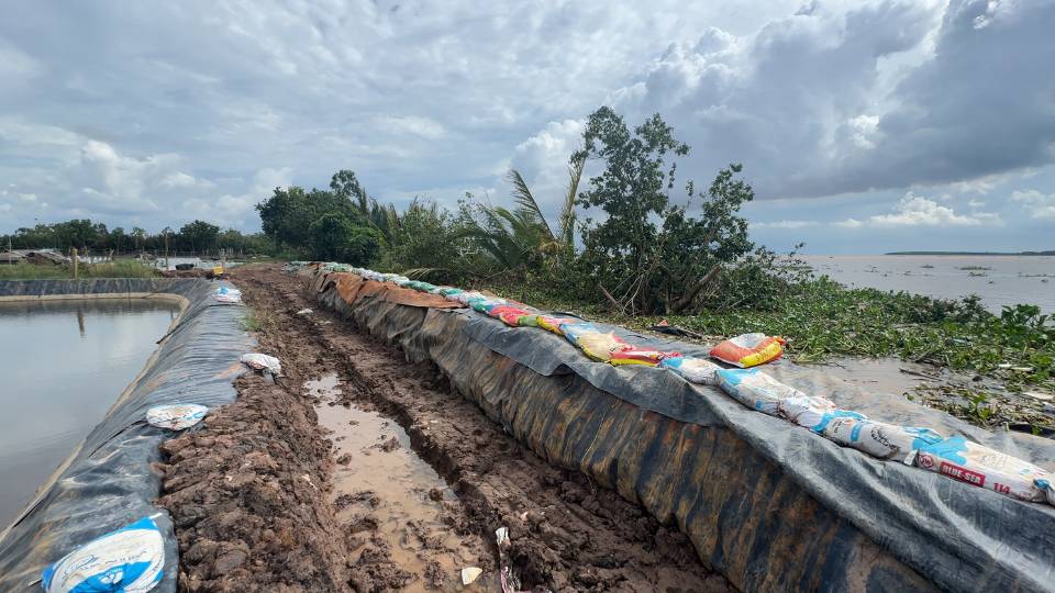 Nguoi dan chu dong gia co bo bao tam thoi de bao ve ao nuoi. Anh: Hoang Loc
